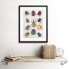 Wee Blue Coo Scientific Beetles Insect Colourful Framed Wall Art Print
