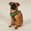 Casual Canine Mesh Dog Harness, X-Small, Green