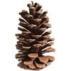 18 Count  XL LONGLEAF PINE CONES for Decorating/Floral/Crafts/Events/Dinners