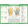 Joint Anatomy Chart Series (A2 Paper Format, Hand Function)