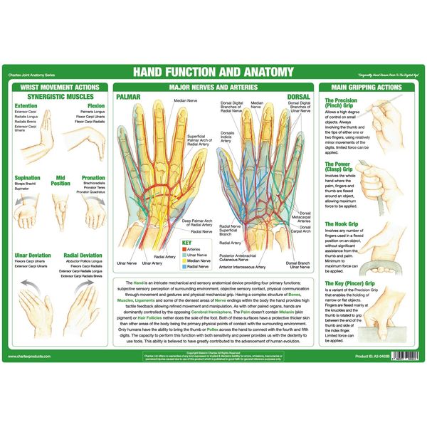 Joint Anatomy Chart Series (A2 Paper Format, Hand Function)
