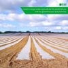Elixir Gardens ® BLACK POLYTHENE SHEETING PLASTIC COVERS 1m x 100m 500G
