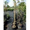 October Glory Red Maple 4'-6' Trees Very Fast Growing Shade Tree Fall Color Plan