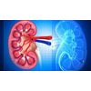 anti-aging powder - KIDNEY SUPPORT 700MG 2B - immune system support