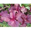 2000+PCS RED SPINACH/ RED AMARANTH SEEDS/ RAU DỀN ĐỎ | 90% GERMINATION |