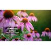 Raw Earth Natural Products Echinacea Concentrated Live Extract Immunity Support!