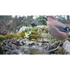 usogood Trail Camera 4K 30fps 36MP Game Camera with Night Vision Hunting Camera