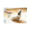 Pet Odor Remover, Natural Ingredients, Bio-Deodorizing Solution, Unscented, Safe for Pets, baio002 , , ,