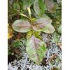 Sulphur Rose 250grm pack
