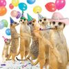Meerkats "Conga" Birthday Card