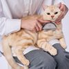 Petio FIXCARE Chisel Remover Comb with Cover for Dogs and Cats