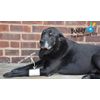 Pawflex Bandages Basic Bandages for Pets (2 Standard, 2 Wide) Large/Xlarge