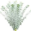 Farm Fresh Baby Blue Eucalyptus Greens - 50 stems