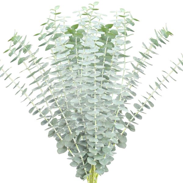 Farm Fresh Baby Blue Eucalyptus Greens - 50 stems