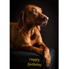 Vizsla Dog Birthday Greeting Card