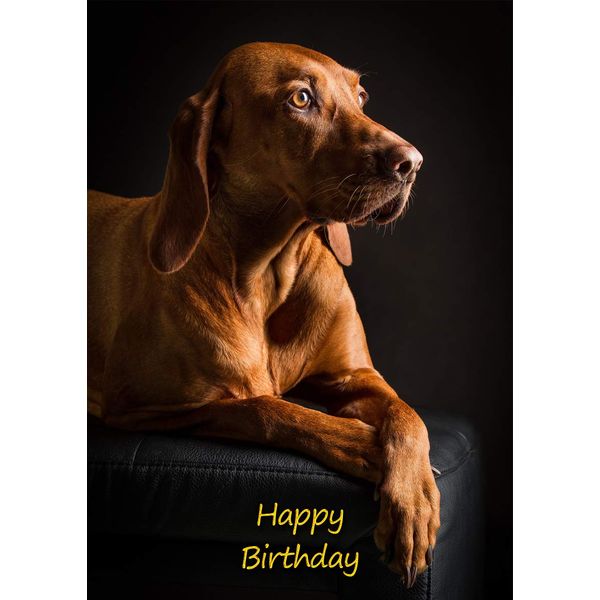 Vizsla Dog Birthday Greeting Card