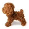 puremiamupapi- Plush Toy Poodle Red