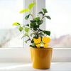 96PCS Fruit Fly Sticky Traps, Gnat Traps Insect Trap for Plants Kitchen Indoo...