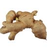 NEW Fresh WILD  None GMO Ginger Root - 4lb