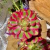 ​Echeveria 'Pink Witch Succulent Plants,  4" Green Imported