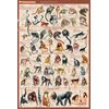 Primates - Educational & Decorative Chart Poster 24 x 36 FREE SHIPPING