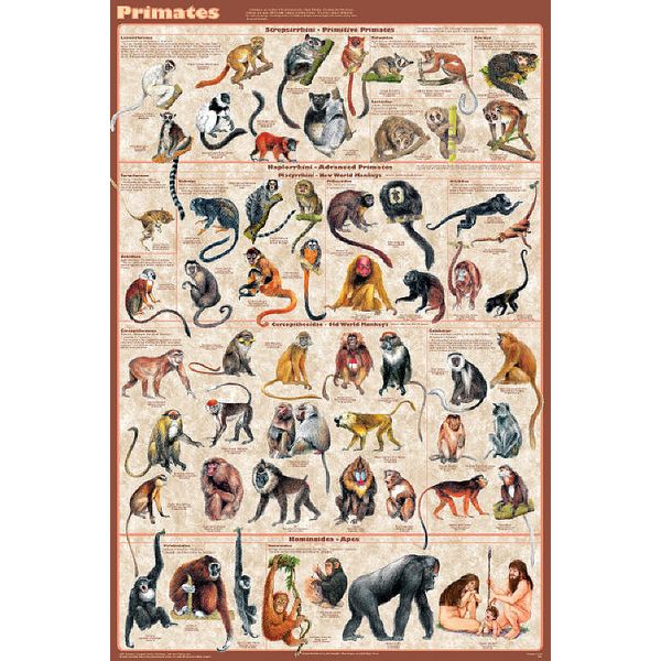 Primates - Educational & Decorative Chart Poster 24 x 36 FREE SHIPPING