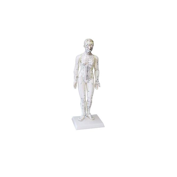 Acupuncture Model Female Height Approx. 50 cm
