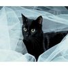CafePress Black Cat Mug 11 oz (325 ml) Ceramic Coffee Mug