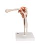 3B Corporation Shoulder Joint with Ligament Shoulder Joint Function Model (a80)