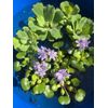 (10) Water Lettuce Koi Pond Floating Plants Algae LARGE Jumbo 6” 🌸SPRING 2025🌸