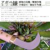 竹本鎌製作所 アガベ・キノコ鎌