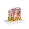Parco Scientific PB00139 Human Skin Model from Scalp Section
