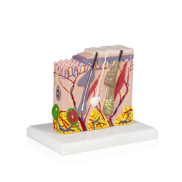 Parco Scientific PB00139 Human Skin Model from Scalp Section
