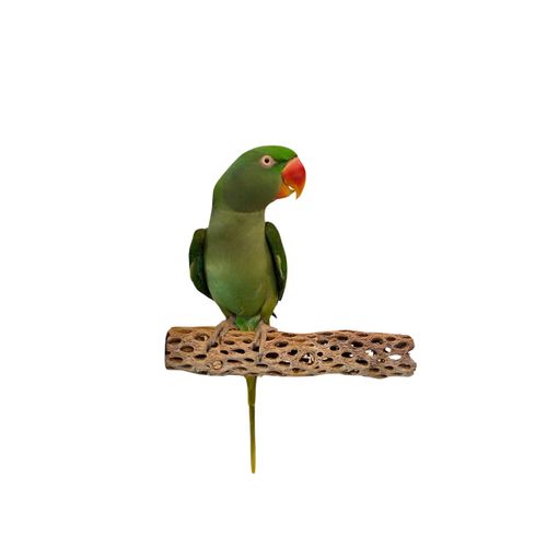 Polly's Cholla Cactus Bird Perch, Medium