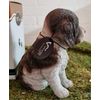 Vivid Arts Pet Pals - Springer Spaniel Puppy