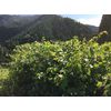 The Power of Wild Grapes