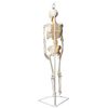 Human Skeleton Model, Half Size - With Nerve Endings - Eisco Labs