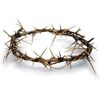 Authentic Biblical Lifesize 8" Crown of Thorns w/ Certificate