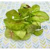 3 Syngonium 'Gold Allusion' starter plants