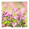 Astragalus Root Capsules | Organic | 570 mg | Immune System Adaptogen