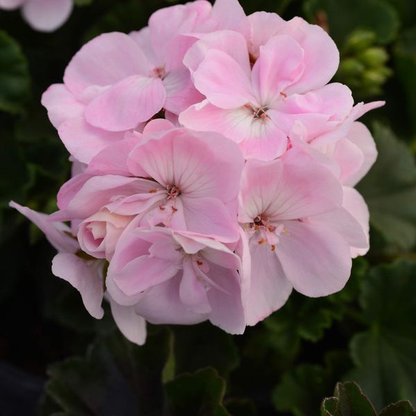 Outsidepride 50 Seeds Annual Appleblossom Geranium Flower Seed for Planting