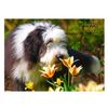 Bearded Collie Dog Birthday Greeting Card