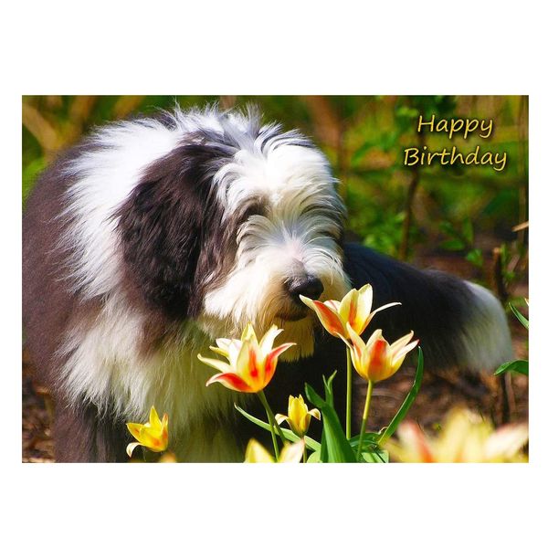 Bearded Collie Dog Birthday Greeting Card