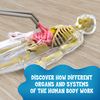 Thames & Kosmos Ooze Labs: Visible Human Body with Squishable Organs