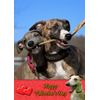 Whippet Dog Valentines Day Card