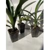 Orange Clivia 3 Pack Lily Houseplant