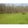 10 pounds Fresh Alpaca Manure Already Composted - Ready to Use!
