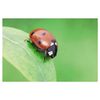 Hama LED Macro Light with 12 LEDs for DSLR Camera