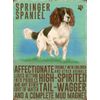 Fridge Magnet - Springer Spaniel Dog
