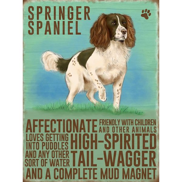 Fridge Magnet - Springer Spaniel Dog